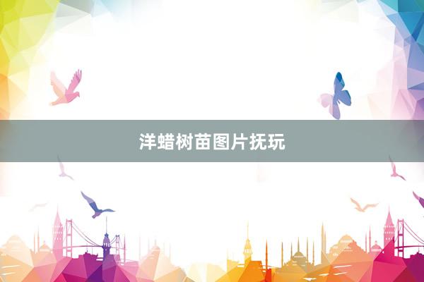 洋蜡树苗图片抚玩